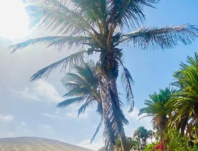 Olas De Lobos コラレホ